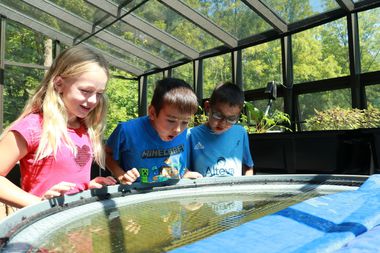 aquaponics image