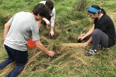 milkweed planting 2