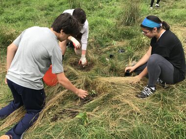 milkweed planting 2